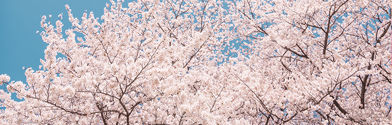 『桜の頃に…』