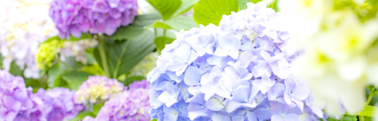 『明日から6月、水無月(水の月)』
