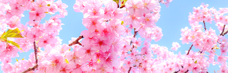 『もうすぐ春です🌸』